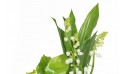 macro sur le muguet de la Composition Muguet Plaisir