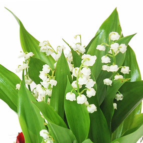 mosaïque : macro sur le muguet de la Composition de Muguet Prestige