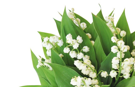 macro sur les brins du bouquet de muguet heureux