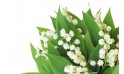 macro sur les brins du bouquet de muguet heureux
