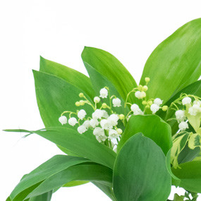 mosaïque : macro sur les brins de muguet