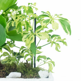 mosaïque : zoom sur la Composition de Muguet du nom de Brin de Détente