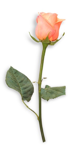 image d'une rose rose