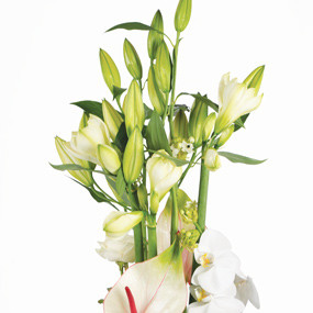 Zoom gauche composition florale blanche Meringue