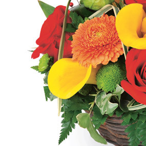 Zoom gauche composition colorée Maïa