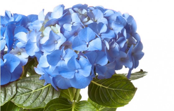 macro sur les tête de l'Hortensia Bleu