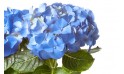 macro sur les tête de l'Hortensia Bleu