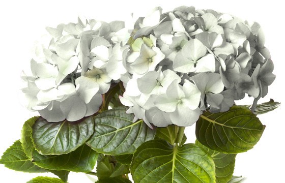 image de la tête de l'Hortensia Blanc