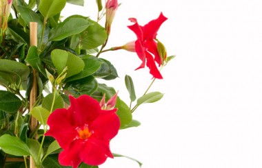 macro sur les fleurs rouge du dipladenia