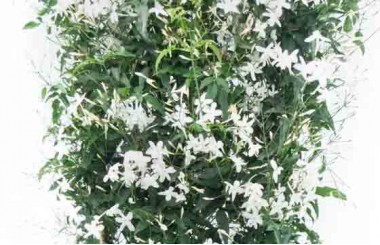 Zoom du jasmin en fleur photo principale