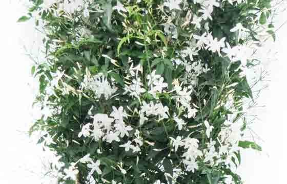 Zoom du jasmin en fleur photo principale