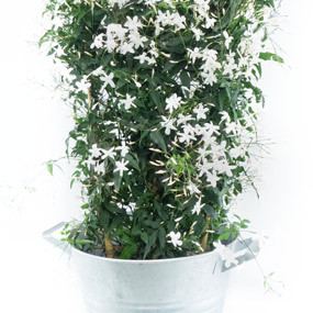 Zoom gauche du jasmin en fleur