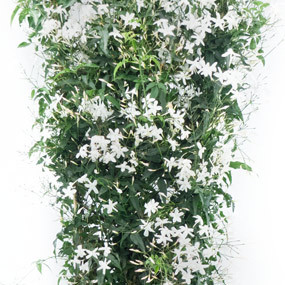 Zoom droit du jasmin en fleur