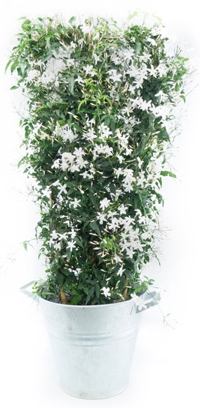 Zoom milieu du jasmin en fleur