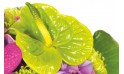 zoom sur un anthurium vert du bouquet