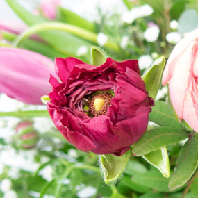 zoom renoncule fuchsia