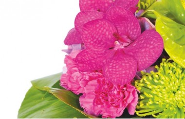 zoom sur un fleuron d'orchidée fuchsia