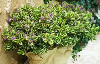 L'Agitateur Floral | image de la coupe de véronique