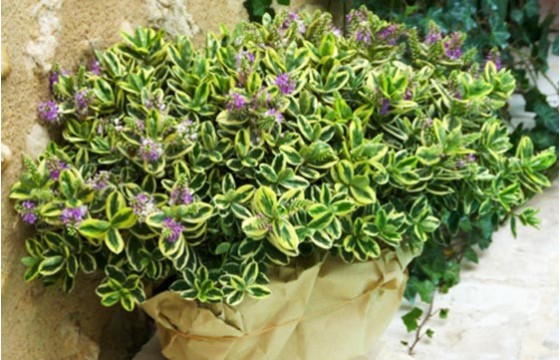 L'Agitateur Floral | image de la coupe de véronique