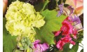 zoom sur un ensemble de fleurs du bouquet