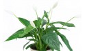 L' Agitateur Floral | Image zoom Spathiphyllum "Fleur de Lune"