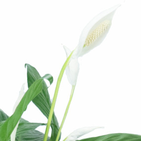 L' Agitateur Floral | Zoom droit Spathiphyllum "Fleur de Lune"
