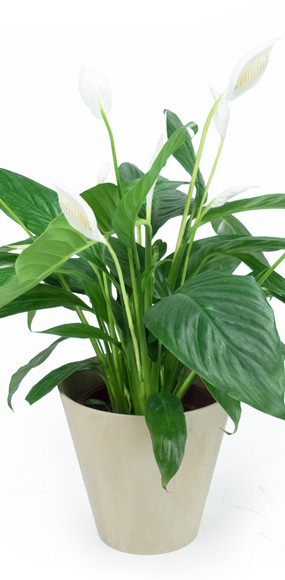 L' Agitateur Floral | Zoom milieu Spathiphyllum "Fleur de Lune"