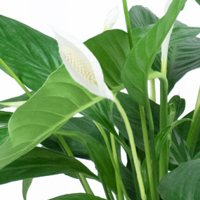 L' Agitateur Floral | Zoom gauche Spathiphyllum "Fleur de Lune"