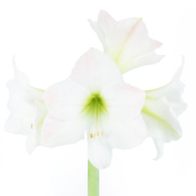 Agitateur Floral | Amaryllis en pot "Belle de Noël" image zoom droit