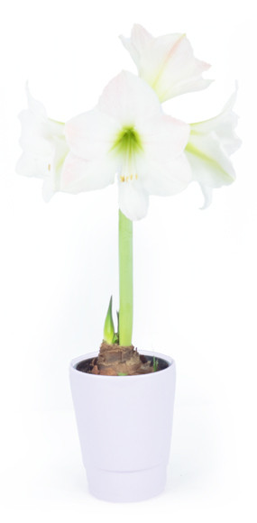 Agitateur Floral | Amaryllis en pot "Belle de Noël" image zoom milieu
