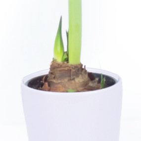 Agitateur Floral | Amaryllis en pot "Belle de Noël" image zoom gauche