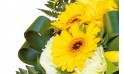 zoom sur un gerberas jaune