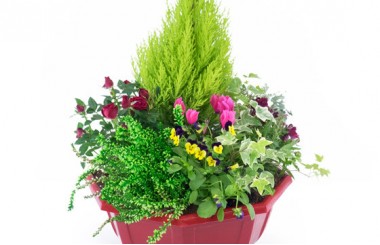 Agitateur Floral | zoom coupe de plantes "Tendre Pensée"