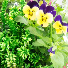 Agitateur Floral | zoom fleurs primevères coupe de plantes "Tendre Pensée"