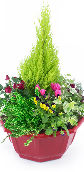 Agitateur Floral | zoom milieu coupe de plantes "Tendre Pensée"