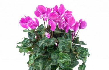 Agitateur Floral | Plante d'extérieur cyclamen rose zoom