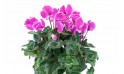 Agitateur Floral | Plante d'extérieur cyclamen rose zoom