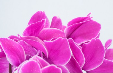 Agitateur Floral | Plante d'extérieur cyclamen rose zoom fleurs