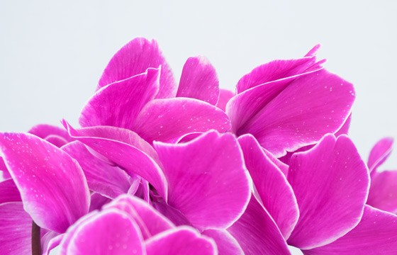 Agitateur Floral | Plante d'extérieur cyclamen rose zoom fleurs