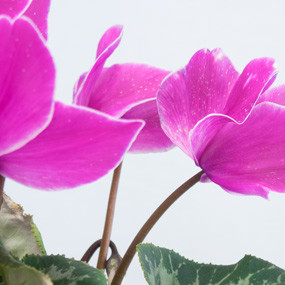 Agitateur Floral | Plante d'extérieur cyclamen rose zoom fleurs droit