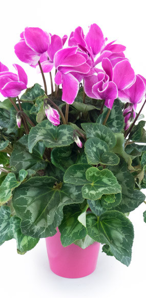 Agitateur Floral | Plante d'extérieur cyclamen rose zoom fleurs milieu