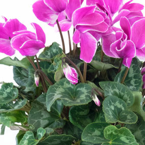 Agitateur Floral | Plante d'extérieur cyclamen rose zoom fleurs gauche
