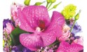 L'Agitateur Floral | zoom sur une orchidée vanda