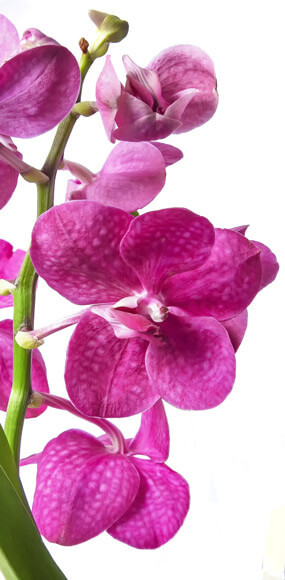 mozaique : orchidée vanda