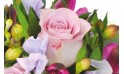 zoom sur une rose parme rose