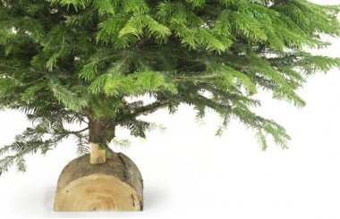 L'Agitateur Floral | image de la bûche du Sapin Nordmann de Qualité Extra