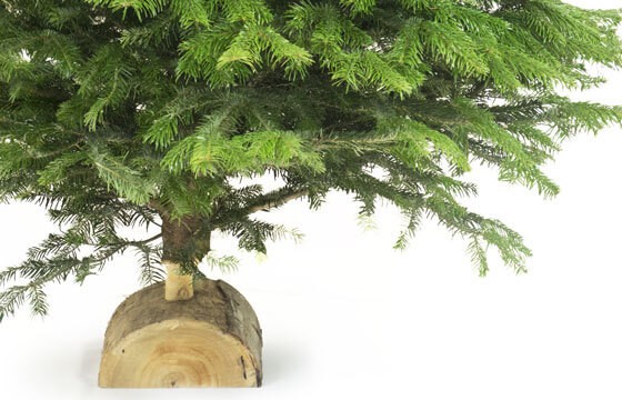 L'Agitateur Floral | image de la bûche du Sapin Nordmann de Qualité Extra