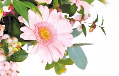 zoom sur un magnifique germini de couleur rose