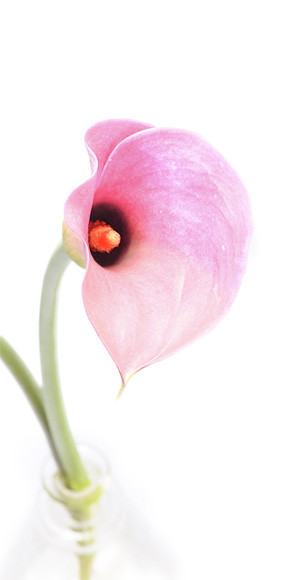 Zooms sur un callas de la Composition Florale Chrysalide