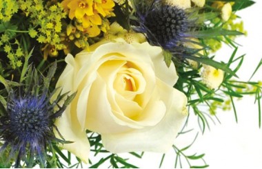 Zoom sur une rose blanche